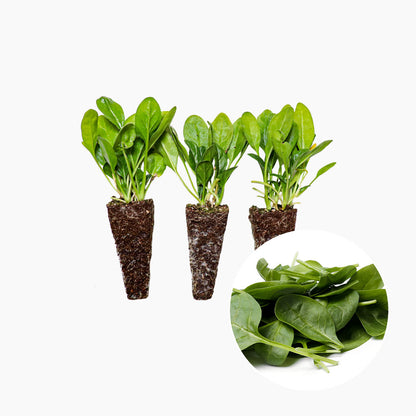 Plantón Espinaca 3 Unidades - PlantaBo_0