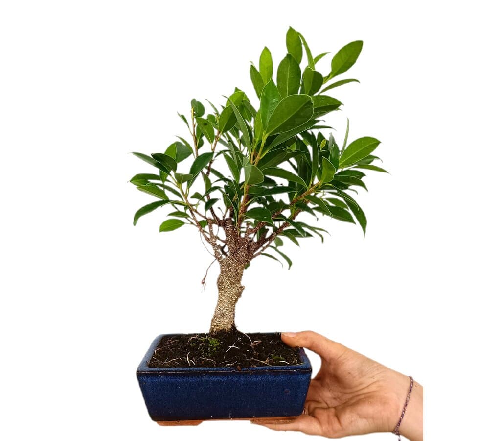 Bonsái Ficus Retusa 6 Años_0