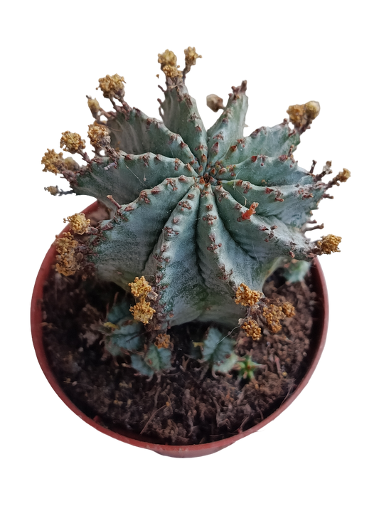 Euphorbia Horrida Alba Planta Suculenta Ø8_0