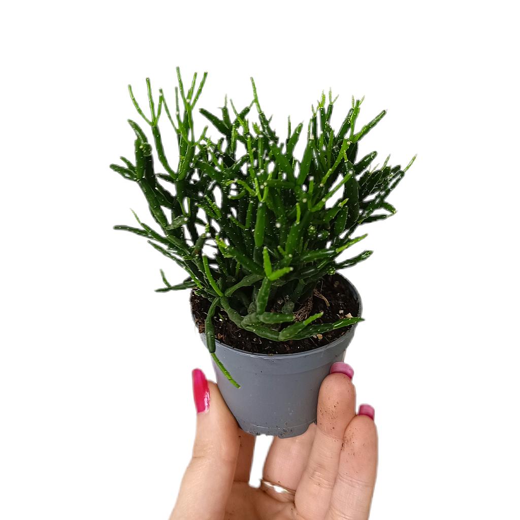 Rhipsalis Baccifera M6_0