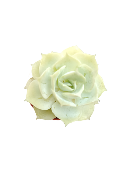 Planta suculenta  ☼ surtida aleatoria pequeña Ø5 VENTA POR UNIDAD