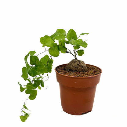 Dioscorea Elephantipes Cactus Y Suculentas M8,5 cm Ø_0