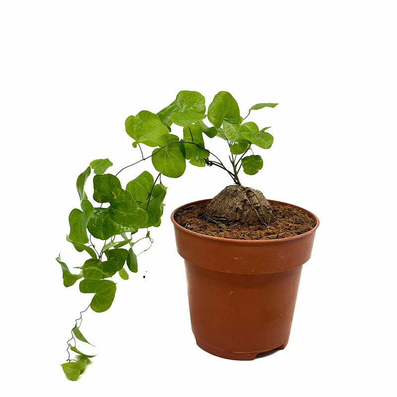 Dioscorea Elephantipes Cactus Y Suculentas M8,5 Ø_0