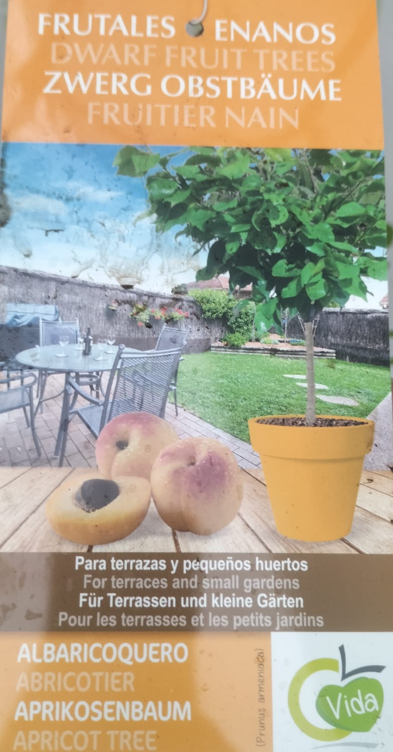 Albaricoque Enano Maceta