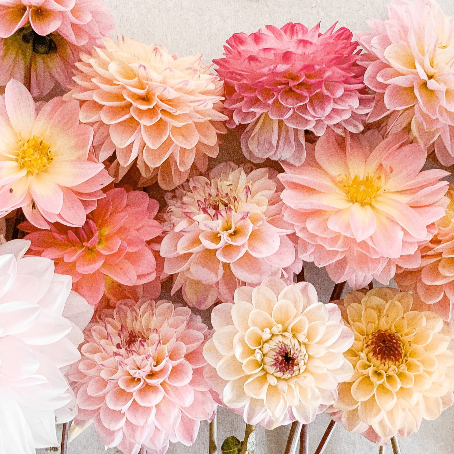 Tubérculos De Dalia - 3 Pzs - Dahlia 'break Out' - Rosa_1