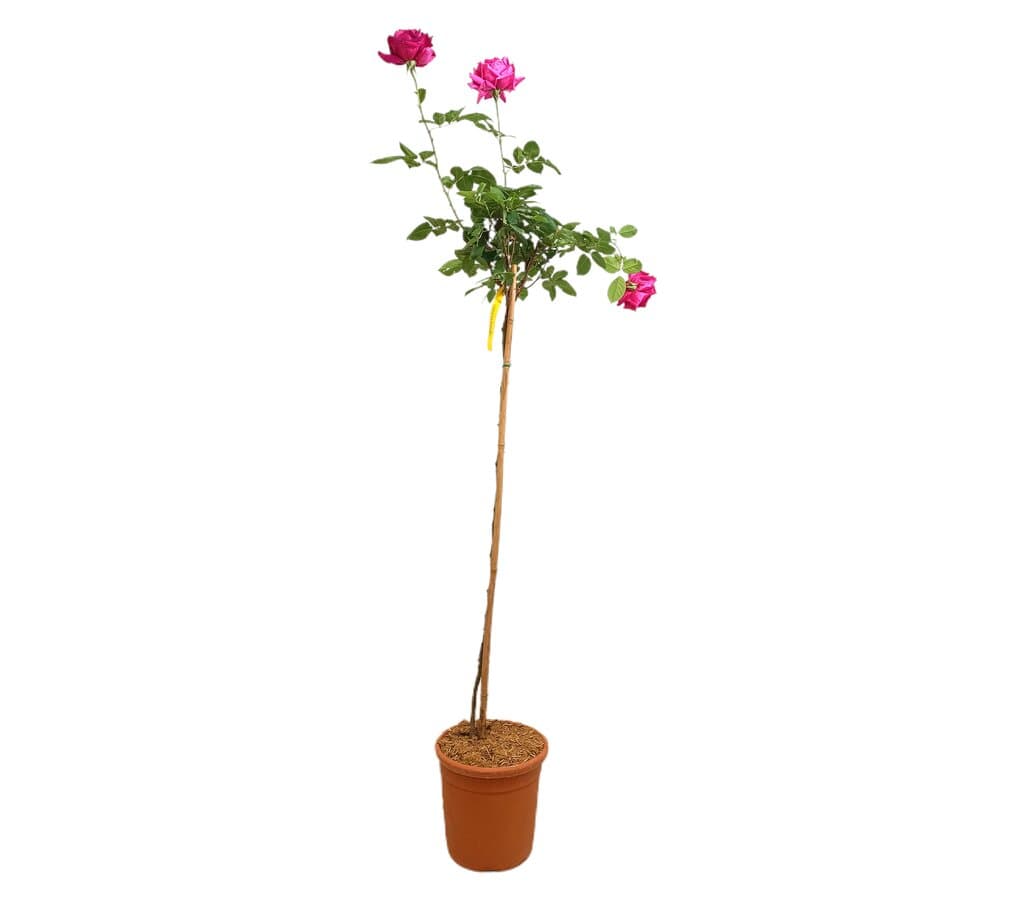 Rosal De Copa Chrysler Imperial M24 160-180cm_0