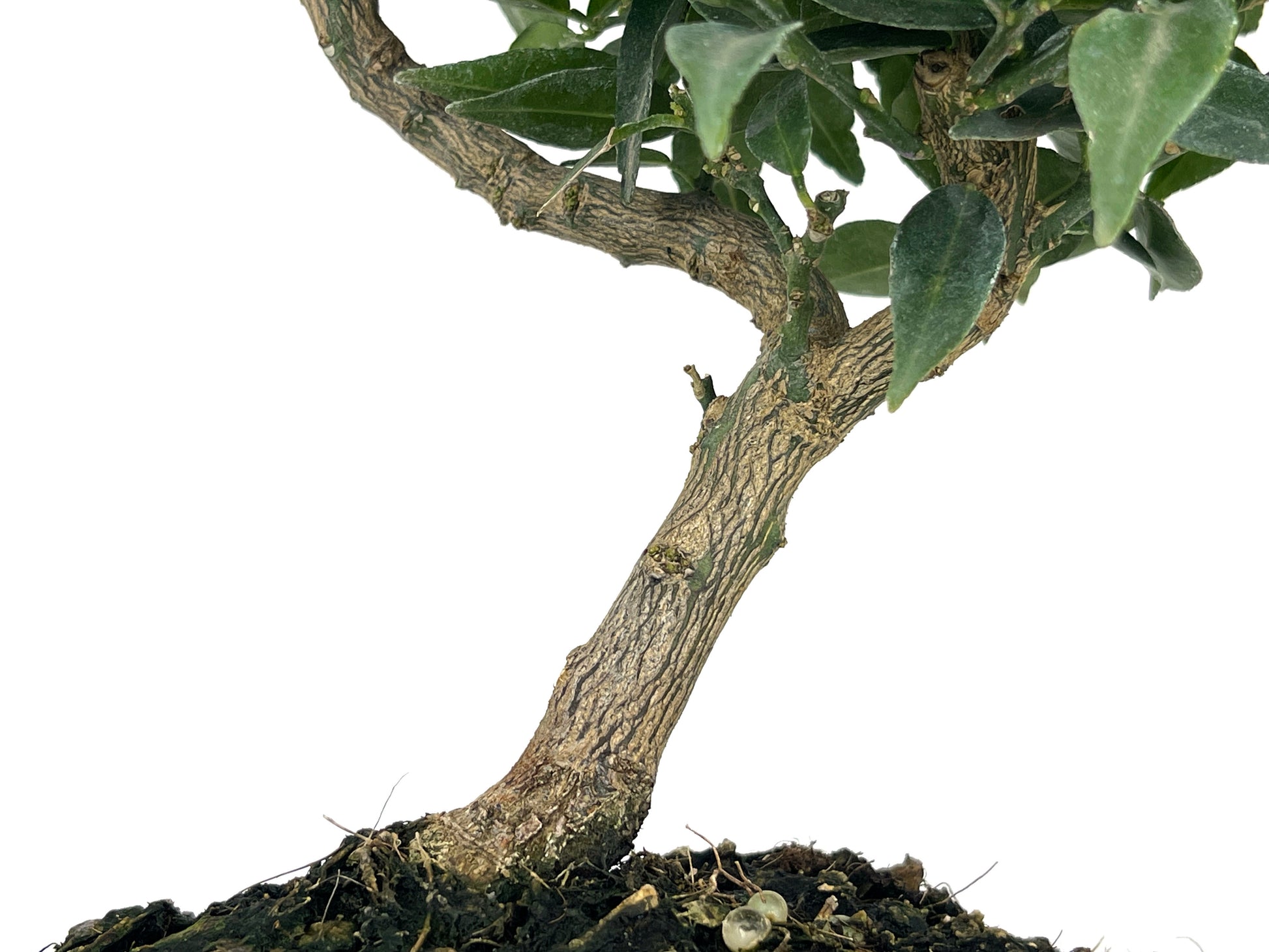 Bonsái Citrus Myrtifolia – Naranjo 7 Años