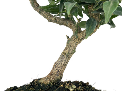 Bonsái Citrus Myrtifolia – Naranjo 7 Años