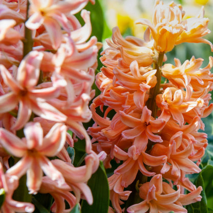 Mezcla De Bulbos De Flor - 25 Pzs - Narcissus Tulipa Hyacinthus