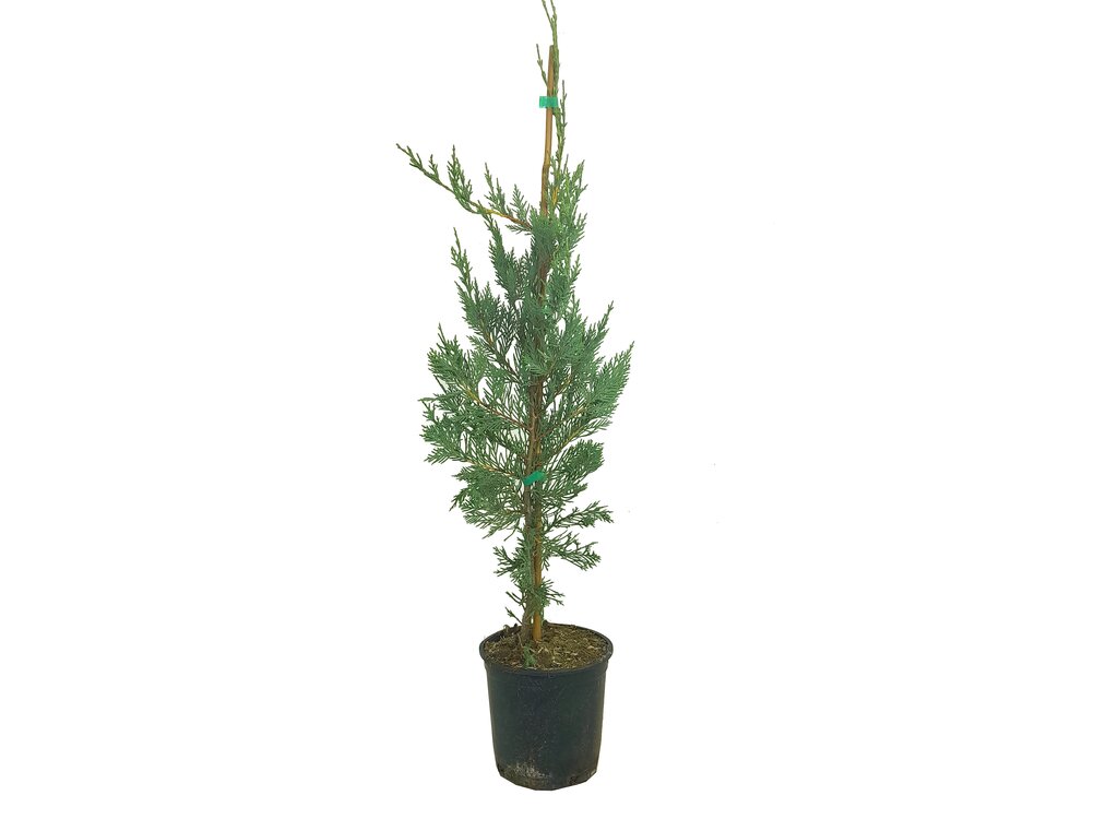 Cupressus Leylandii M17 100cm_0