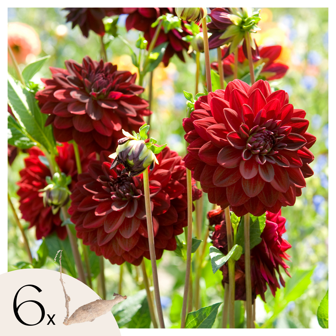 Tubérculos De Dalia - 6 Pzs - Dahlia 'arabian Night' - Rojo_0