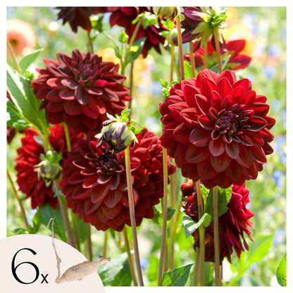 Tubérculos De Dalia - 6 Pzs - Dahlia 'arabian Night' - Rojo_0