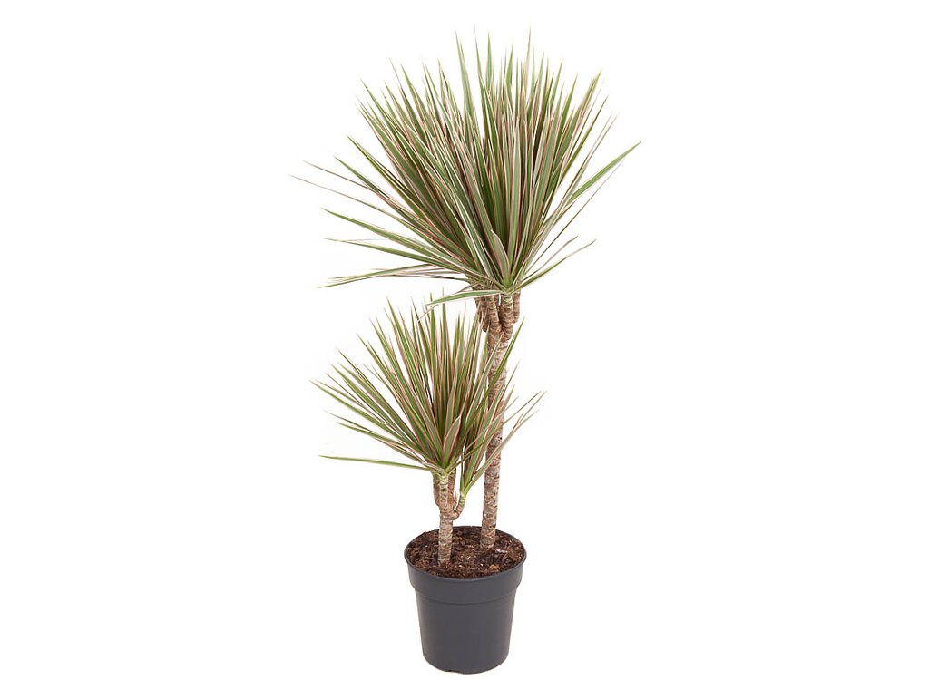 Dracena Marginata Bicolor 2 Troncos 60-30 M21_0