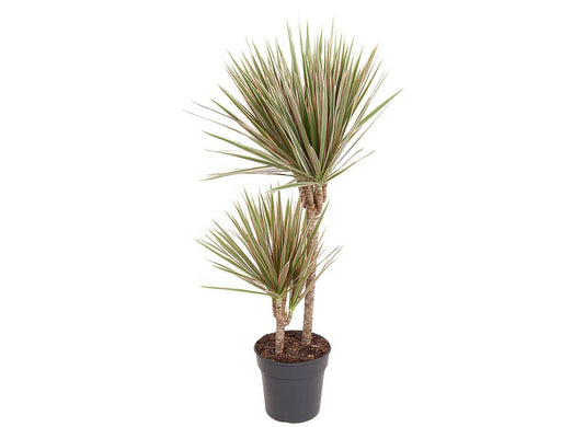 Dracena Marginata Bicolor 2 Troncos 60-30 M21_0