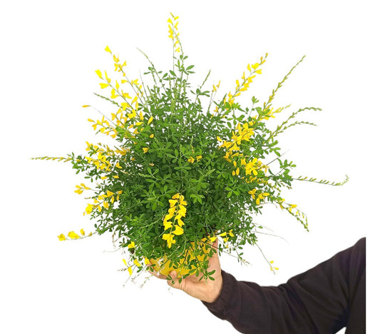 Cytisus Racemosus M18 60cm_0