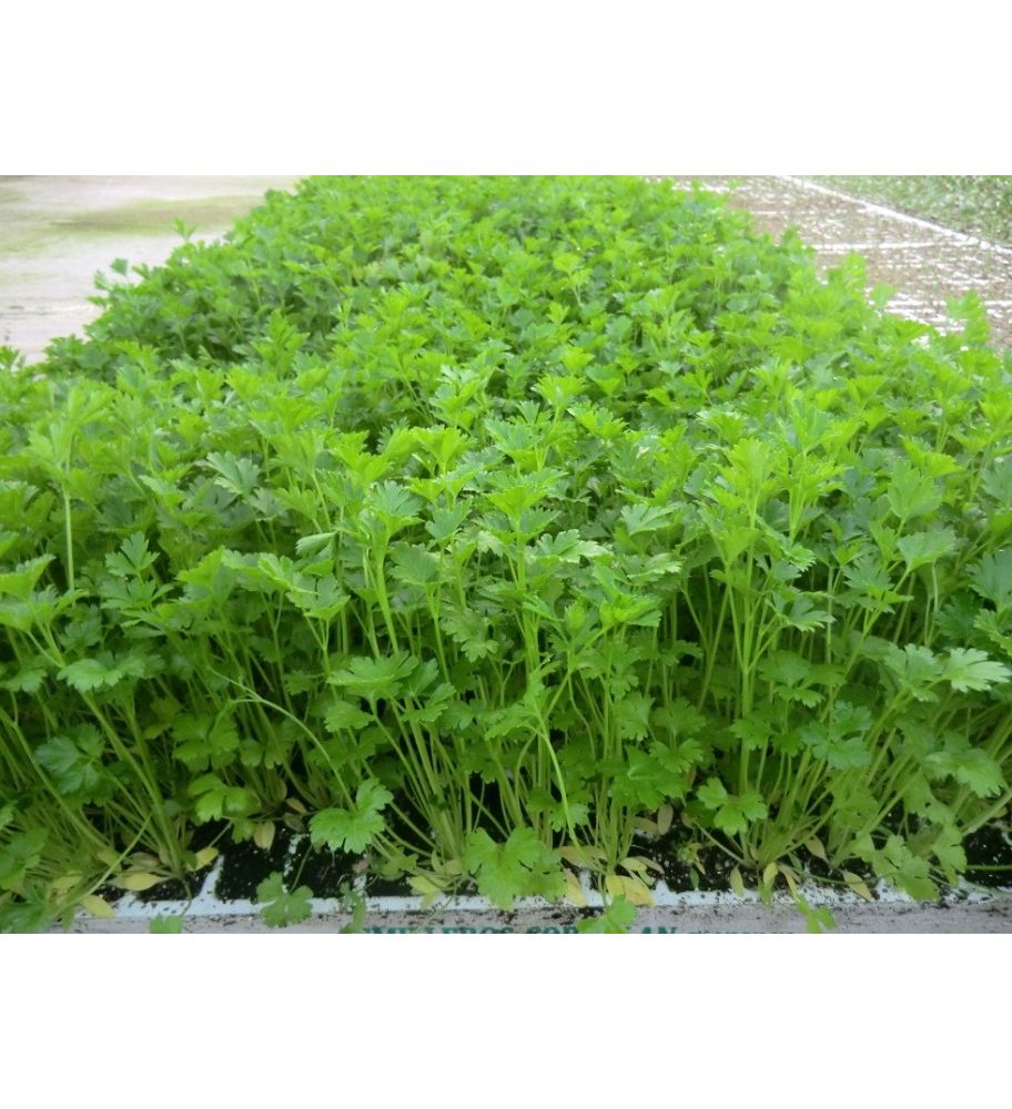 Plantón De Perejil (10 Unidades)_0
