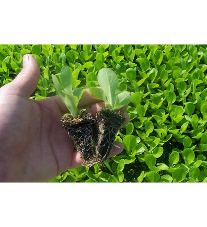 Plantón Lechuga Romana (10 Unidades)_1