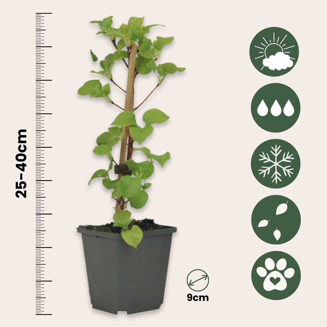 Hortensia Trepadora - 3 Pzs - Hydrangea Anomale Petiolaris - A25-40cm - ⌀9cm_2
