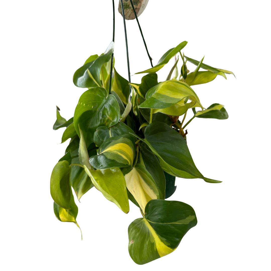 Philodendron Brasil Variedad De Philodendron Con Hojas Variegadas En Color Lima