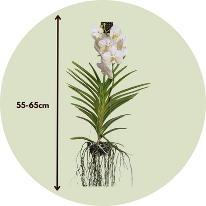 Orquídea Vanda - Vanda 'white' - Altura 55-65cm_2