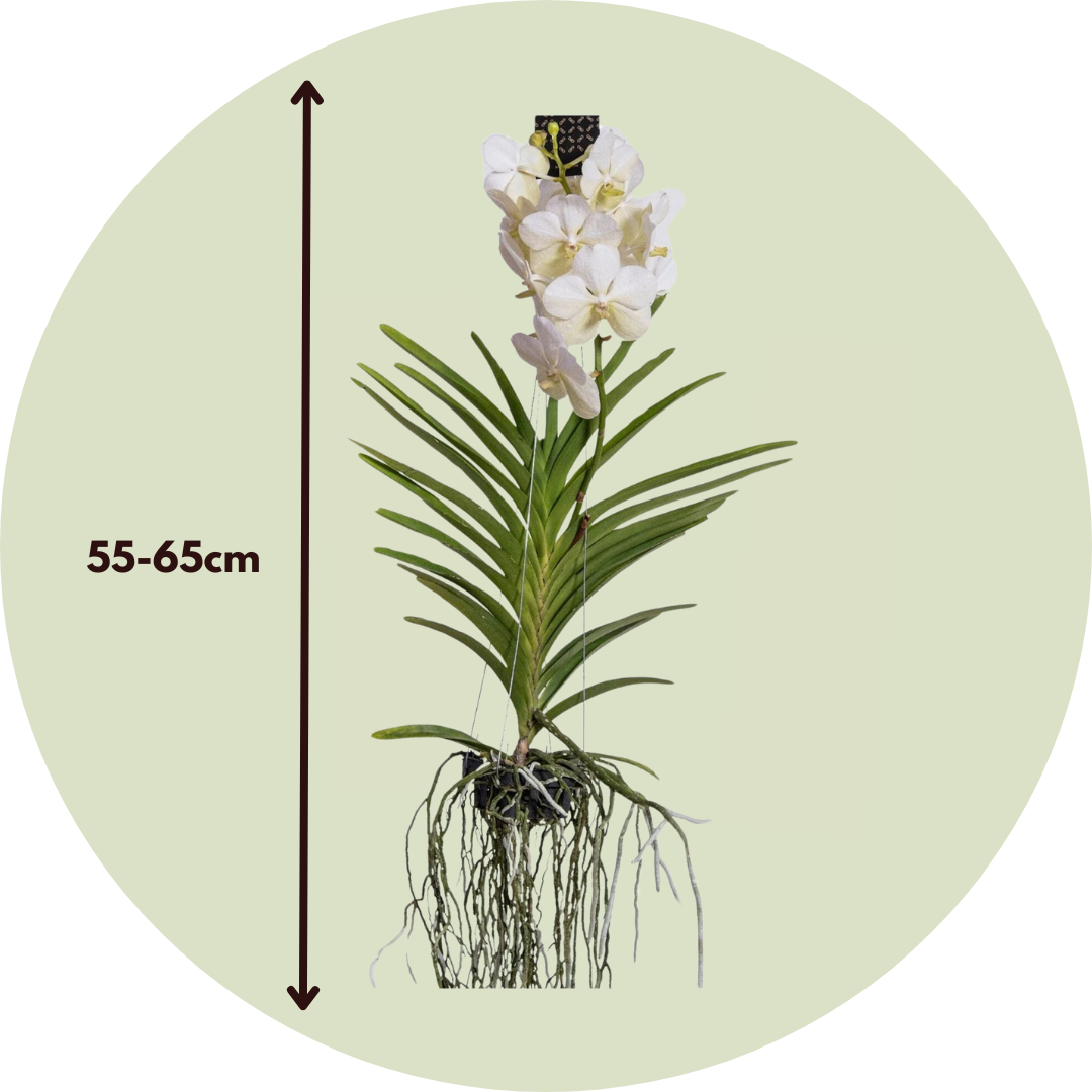 Orquídea Vanda - Vanda 'white' - Altura 55-65cm