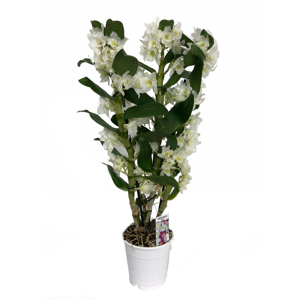 Dendrobium Apollon 3 Tallos M12 65cm_0