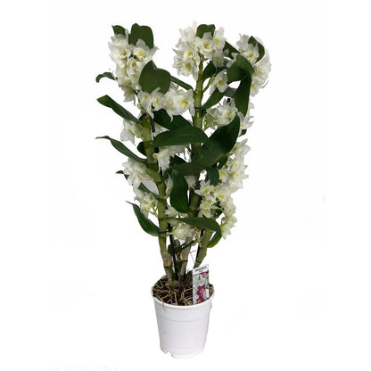 Dendrobium Apollon 3 Tallos M12 65cm_0