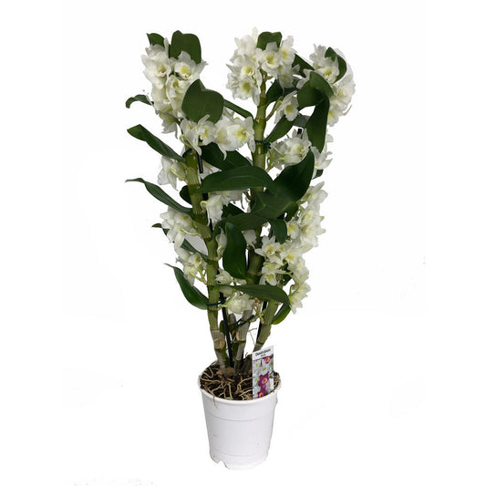 Dendrobium Apollon 3 Tallos M12 65cm_0