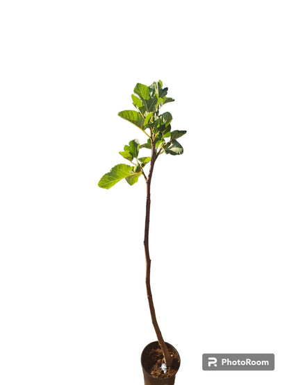 Higuera Negra Maceta