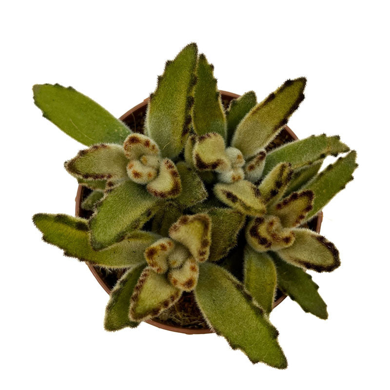 Kalanchoe Tomentosa 'chocolate-soldier' Cactus Y Suculentas