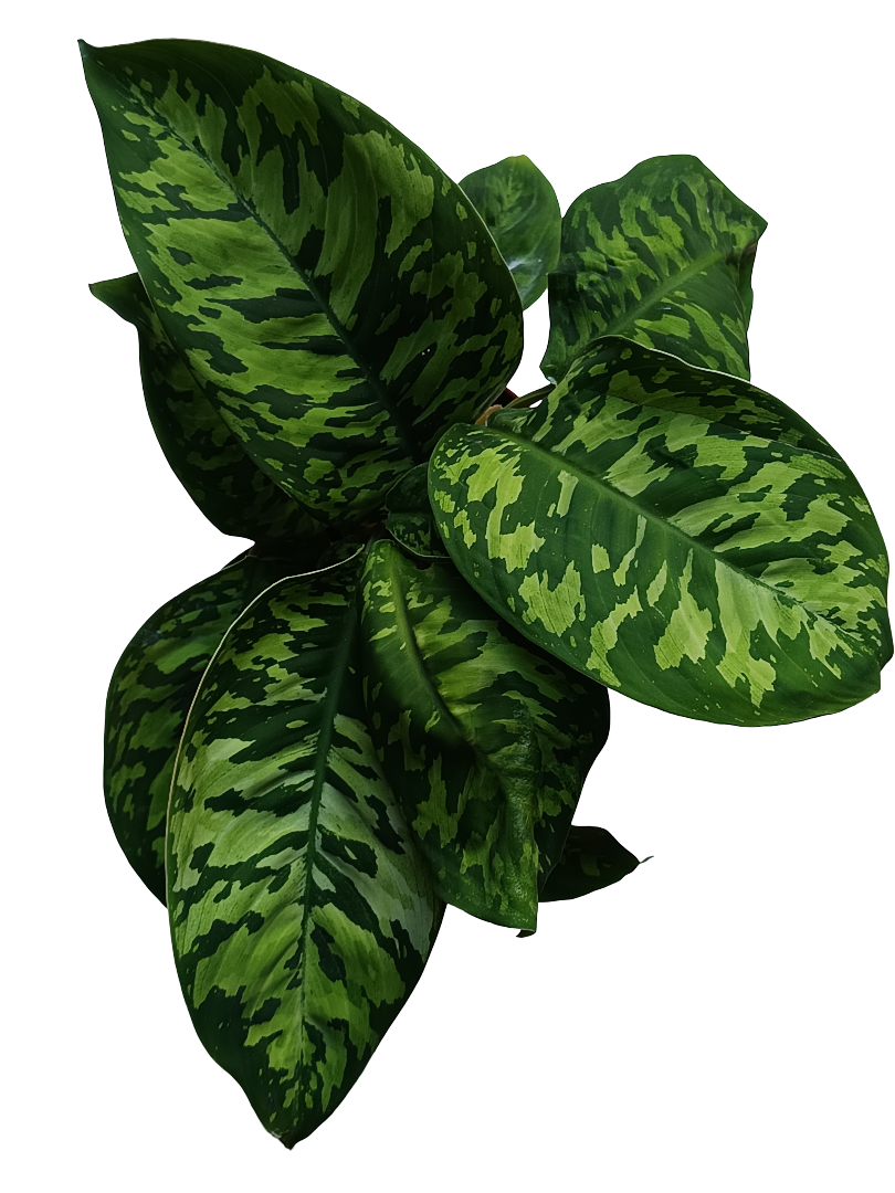 Homalomena Camuflaje Planta De Interior Ø12