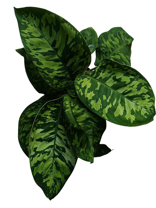 Homalomena Camuflaje Planta De Interior Ø12