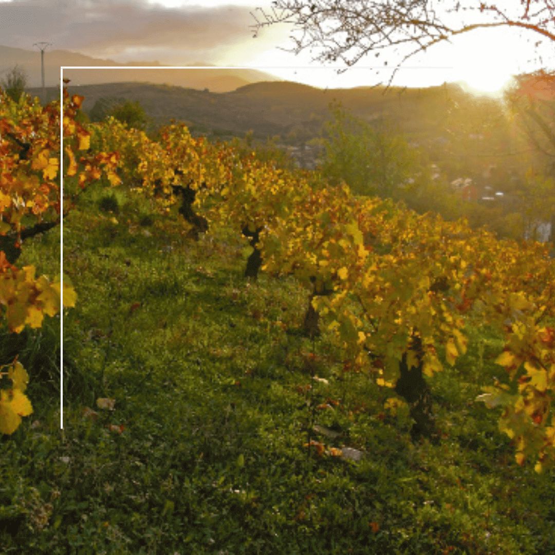 Akilia Villa San Lorenzo - Vino Tinto - 2019_2