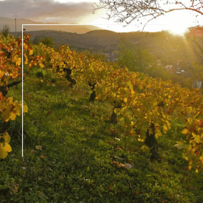 Akilia Villa San Lorenzo - Vino Tinto - 2019_2