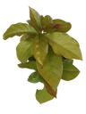 Pereskia Planta Suculenta Rara Ø8