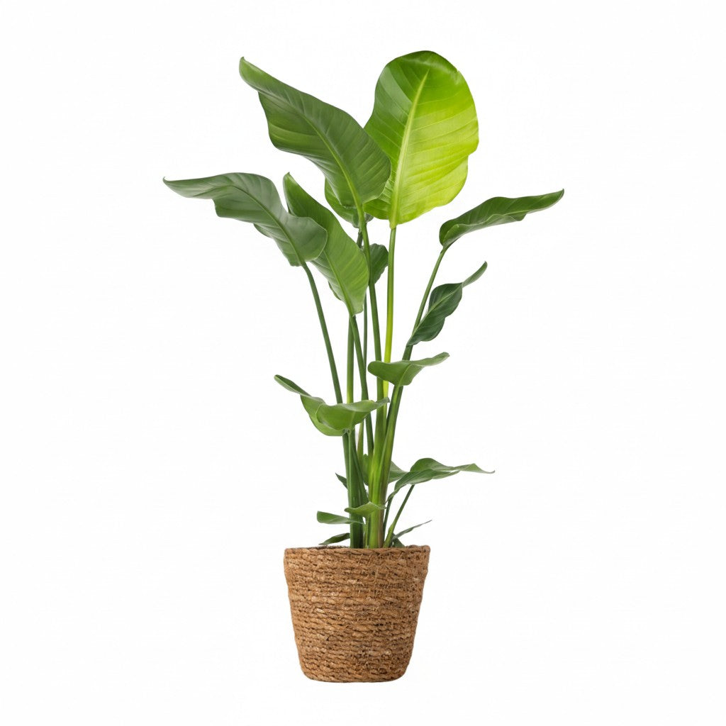 Flor Ave Del Paraíso Con Cesta - Strelitzia Nicolai 90-110 Cm ⌀21 Cm_0