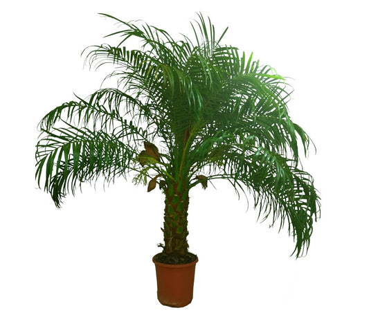 Phoenix Roebelenii M25 110cm_0