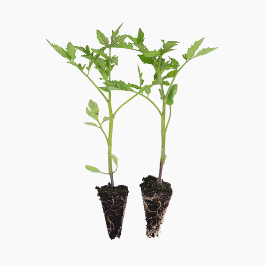 Plantón Tomate Raf 6 Unidades - Plantabo_0