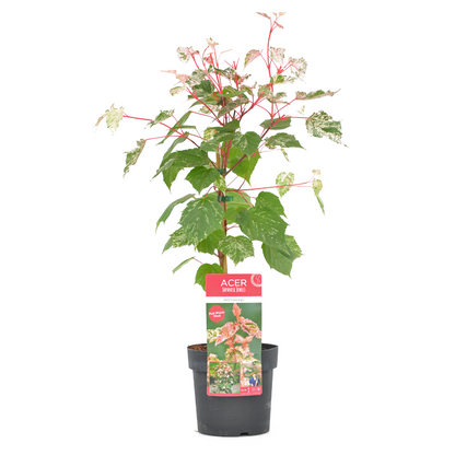 Arce Japonés - Acer Conspicuum 'red Flamingo' - Altura 50-60cm - ⌀19cm_0