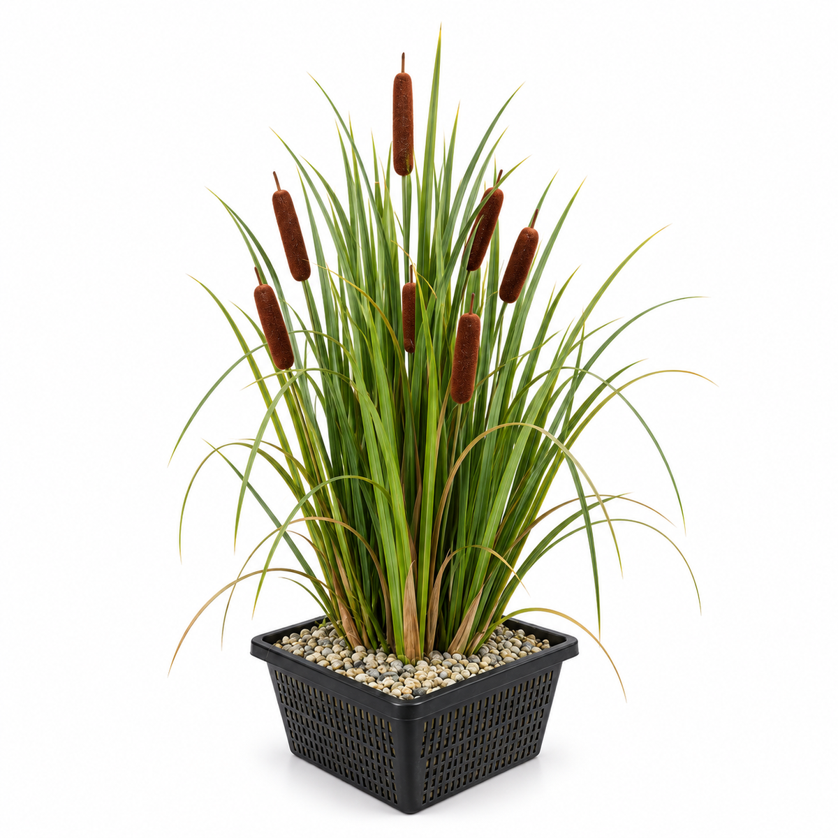 Espadaña Typha Latifolia Planta Estanque - Set 4 Plantas Con Cesta Y Sustrato_0