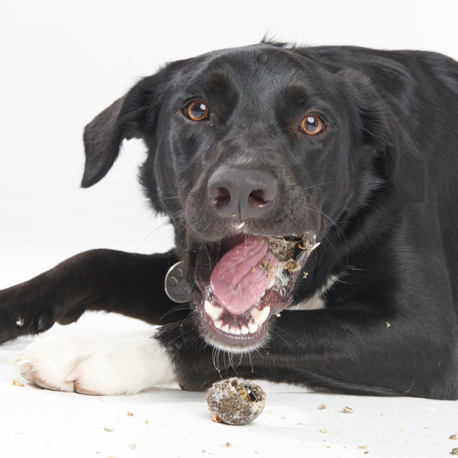 Fish4dogs Snack Dental Para Perro – Fish Knots 100 G (pack De 10)