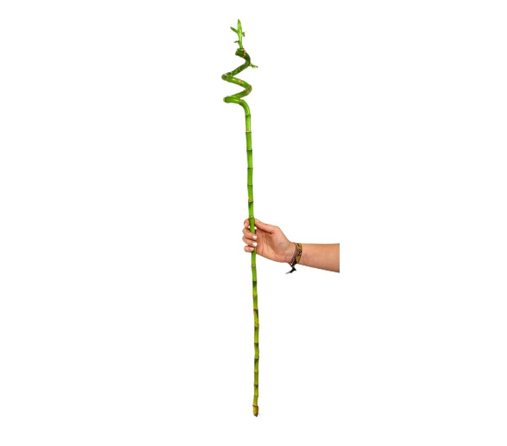 Bambusa Lucky Espiral 90cm_0