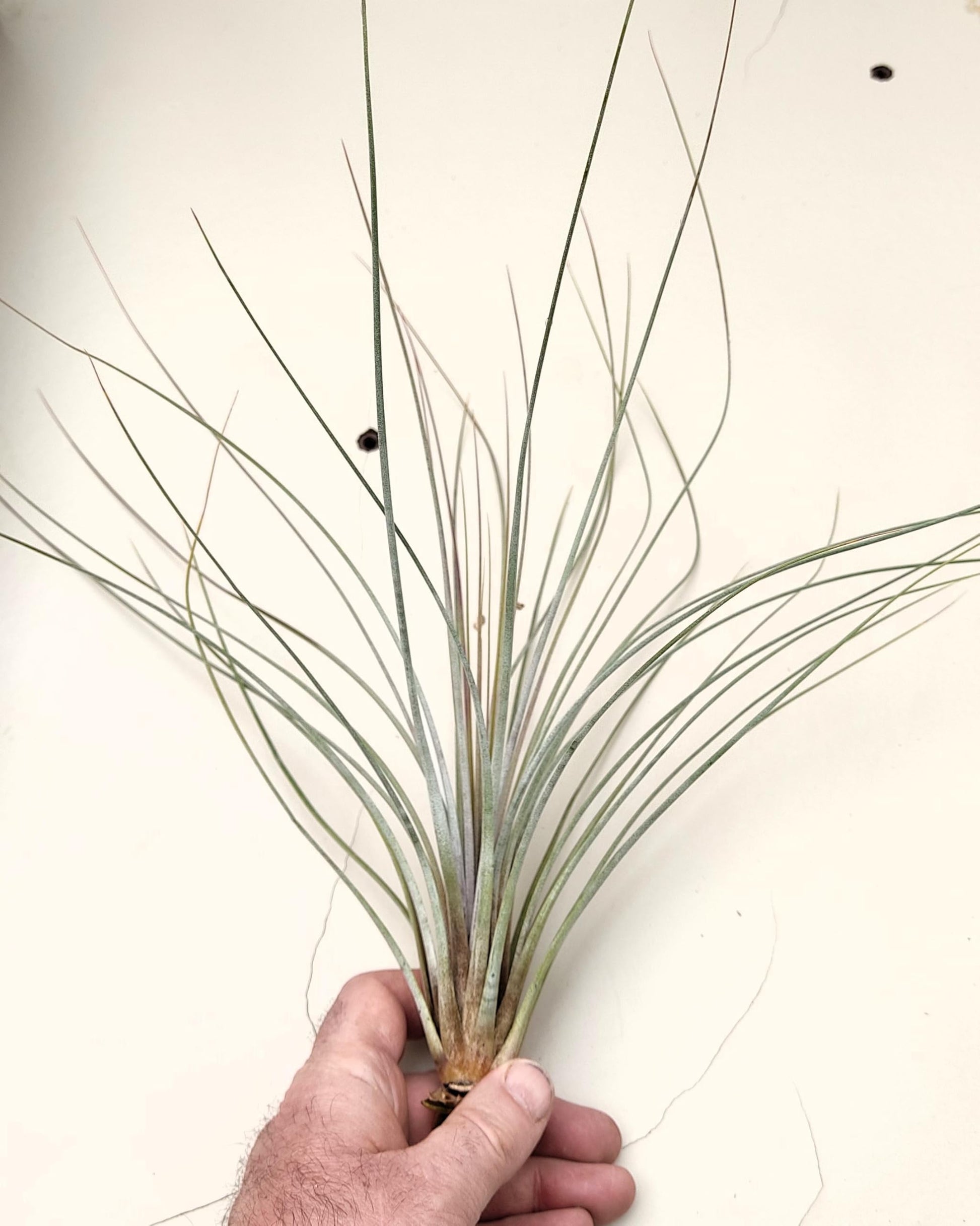 Tillandsia juncea; tilandsia junco, planta del aire plateada; Curiosarium; altura 20-35 cm, diámetro 10-25 cm_4