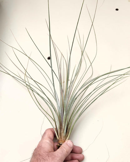 Tillandsia juncea; tilandsia junco, planta del aire plateada; Curiosarium; altura 20-35 cm, diámetro 10-25 cm_4