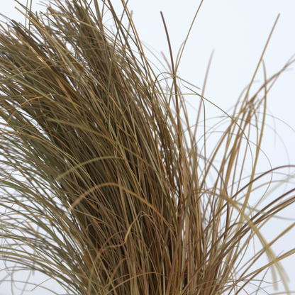 Hierbas Ornamentales - 6 Pzs - Stipa Festuca Carex - Altura 15-25cm - ⌀105cm_3
