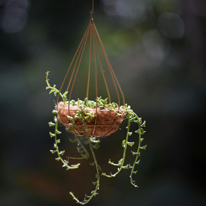 Cadena De Delfines - 2 Pzs - Senecio Peregrinus - Altura 10-20cm - ⌀12cm