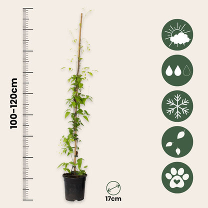 Clemátide - 2 Pzs - Clemátide 'hagley Hybrid' - Altura 100-120cm - ⌀17cm
