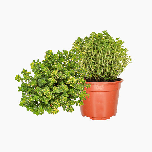 Maceta Tomillo Limonero Amarillo 10,5 Cm - Plantabo_0