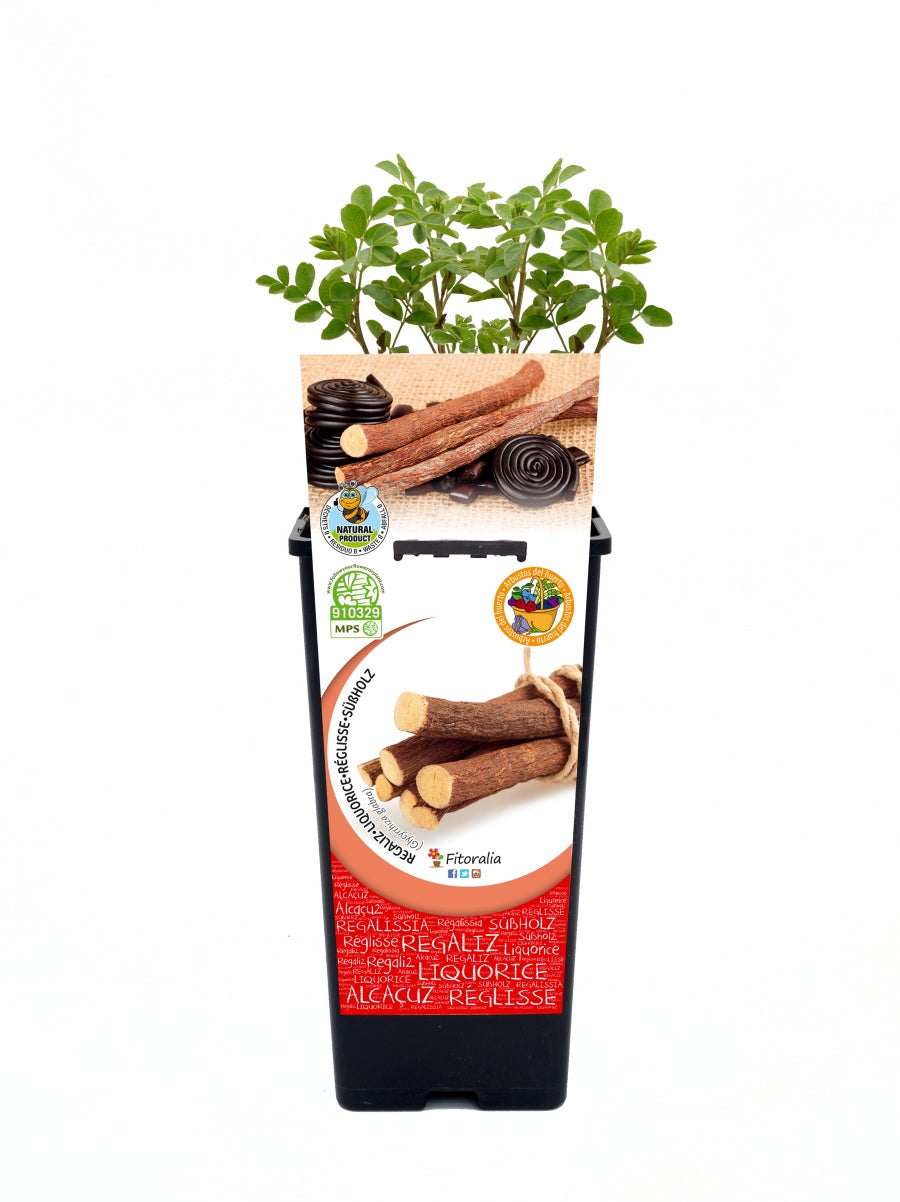 Regaliz En Maceta 2 L. Natural - Fitoralia