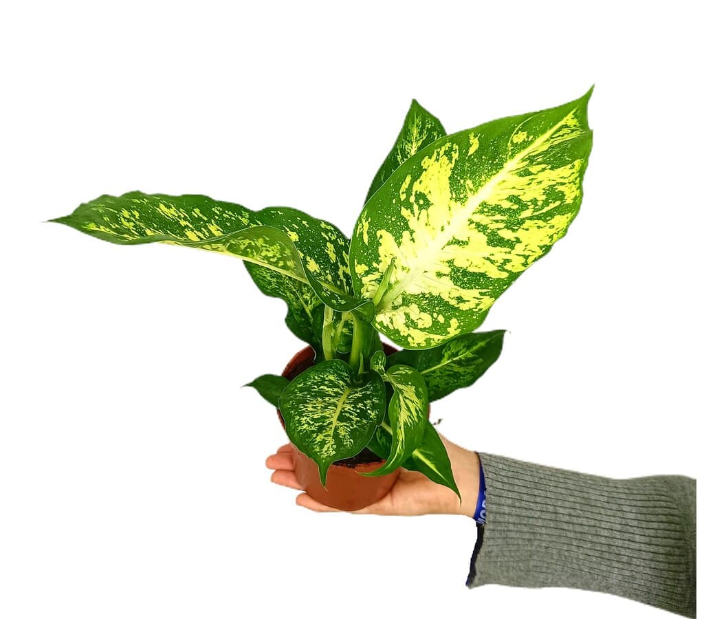 Dieffenbachia Mars M12_0
